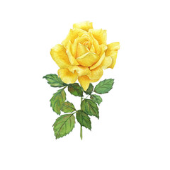 Watercolor Painting of Yellow Rose