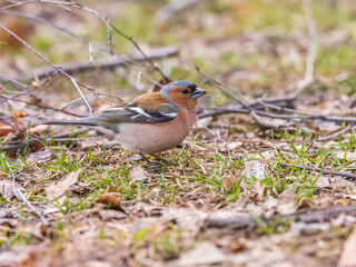 Common chaffinch, Fringilla coelebs, sits on a green lawn in spring. Common chaffinch in wildlife.