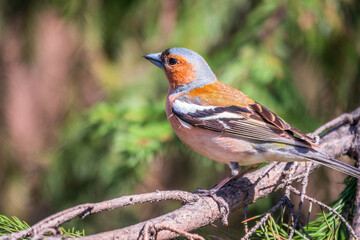 Common chaffinch, Fringilla coelebs, sits on a branch in spring on green background. Common chaffinch in wildlife.