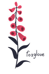Foxglove vector illustration © elyomys
