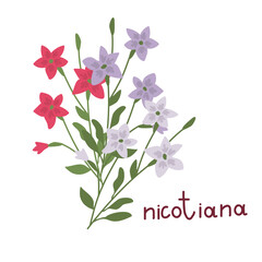 Nicotiana vector illustration