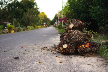 fresh fruit bunch (FFB) in private palm oil plantation put in the side of the road, waiting for pick up truck