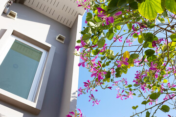 Fototapeta premium Bauhinia purpurea tree with pink flower