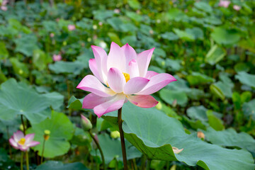 Pink lotus flower blooming in pond with green leaves