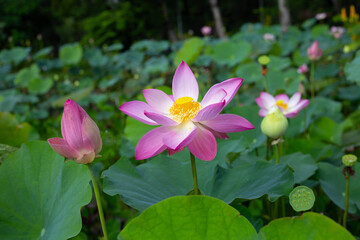 Fototapeta premium Pink lotus flower blooming in pond with green leaves
