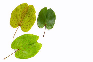 Bauhinia aureifolia or gold leaf bauhinia