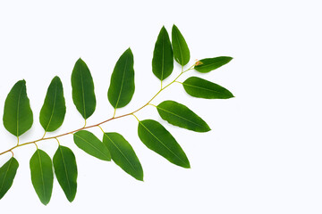 Green leaves of eucalyptus on white