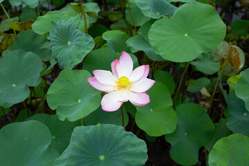 Pink lotus flower blooming in pond with green leaves