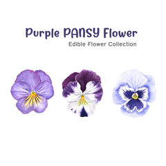 Watercolor painting Purple Pansy Flowers