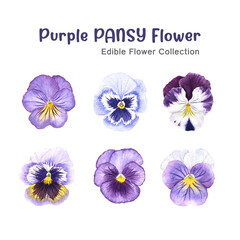 Watercolor painting Purple Pansy Flowers