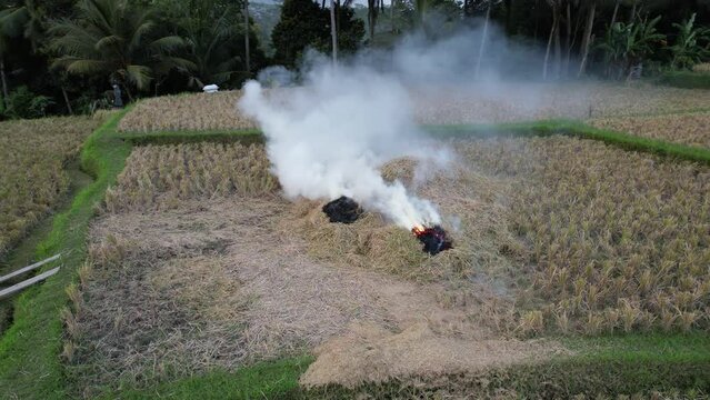 Pile of rice straw burning at harvested field, white smoke rise in air. High stubble seen around on paddy, short aerial shot, camera move by arc near the ground