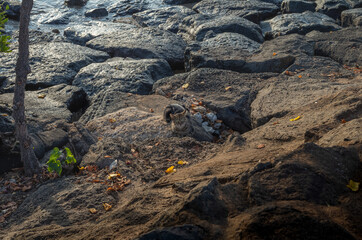 Wild Cat Sunning on Lava Rocks Next to the Ocean in Hawaii.