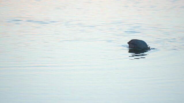 Hungry Eurasian coot dives deep under water foraging and eating algae at sunset