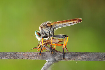Robber Fly