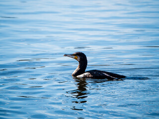 池でエサを探すカワウ