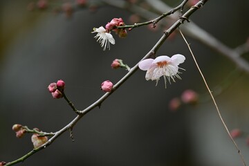 Japanese apricot ( Ume ) blossoms.
Ume, which blooms before the leaves in early spring, has long been loved by Japanese people as a flower that makes them feel the arrival of spring.