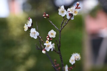 Japanese apricot ( Ume ) blossoms.
Ume, which blooms before the leaves in early spring, has long been loved by Japanese people as a flower that makes them feel the arrival of spring.