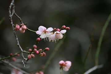 Japanese apricot ( Ume ) blossoms.
Ume, which blooms before the leaves in early spring, has long been loved by Japanese people as a flower that makes them feel the arrival of spring.