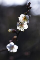 Japanese apricot ( Ume ) blossoms.
Ume, which blooms before the leaves in early spring, has long been loved by Japanese people as a flower that makes them feel the arrival of spring.