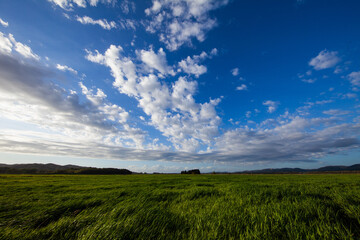 Fototapeta na wymiar Vast meadows and blue skies