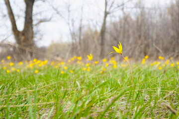 A yellow wild tulips in a green meadow in sunlight