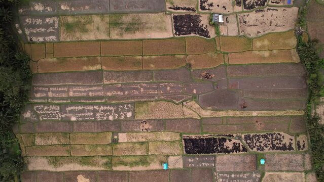 Many harvested rice fields, large cultivated plain divided to many rectangular paddies. Top-down aerial panning shot, rice stubble, straw windrow and burned crop residues seen at fields