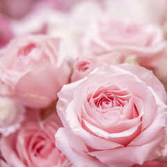 Pink rose flowers. Macro flower background for holiday design