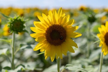 sunflower field in the summer
