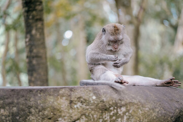 monkey removing lince in the forest