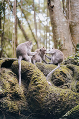 group of monkeys removing lince in the forest