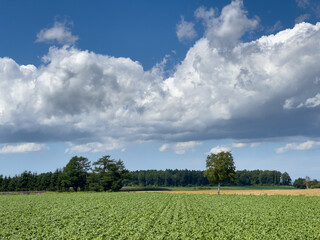 Summer field and blue sky with clouds