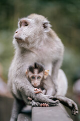mother and baby monkey looking at the camera