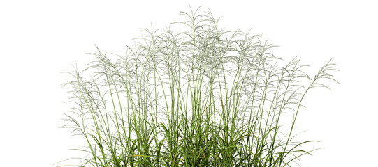 Cut out prairie grass field 3d rendering png file - obrazy, fototapety, plakaty