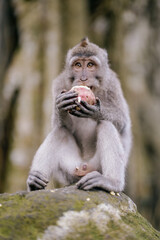 old monkey eating vegetable in the forest