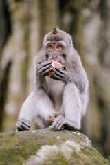 old monkey eating vegetable in the forest
