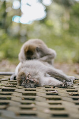 two monkeys removing lince in the forest