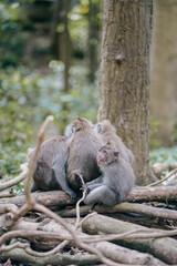 group of monkeys in the forest 