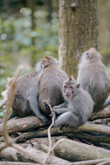 Naklejka na ściany i meble group of monkeys in the forest 