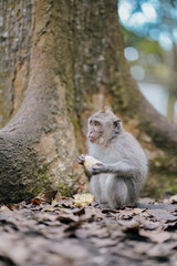 monkey eating vegetable in the forest