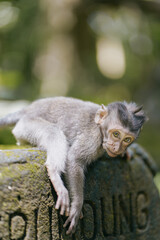 cute baby monkey in the forest 
