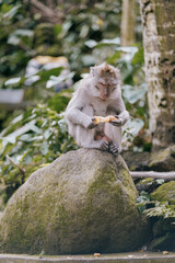 Obraz premium monkey eating vegetable in the forest