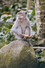 monkey eating vegetable in the forest