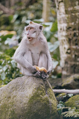Naklejka na ściany i meble monkey eating vegetable in the forest