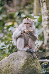 monkey eating vegetable in the forest