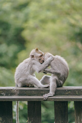 Naklejka premium two cute monkey babies playing in the forest
