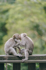 two cute monkey babies playing in the forest