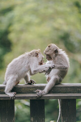two cute monkey babies playing in the forest