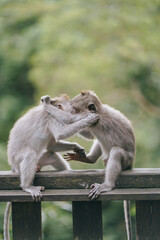 two cute monkey babies playing in the forest
