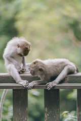 two cute monkey babies playing in the forest