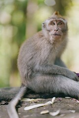 cute monkey in the forest